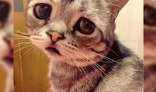 猫咪的忧伤触动了我的心灵