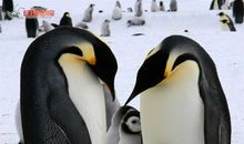 来之不易的大家庭