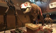 有趣的自然博物馆