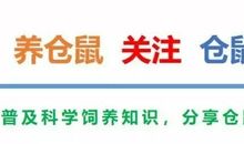 多才多艺的小仓鼠