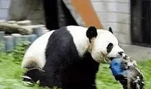 描写大熊猫的作文