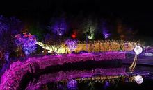 浔龙湖的樱花谷