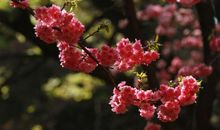 时代广场花如海