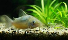 鱼缸里的小精灵