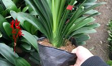 阳台上的君子兰