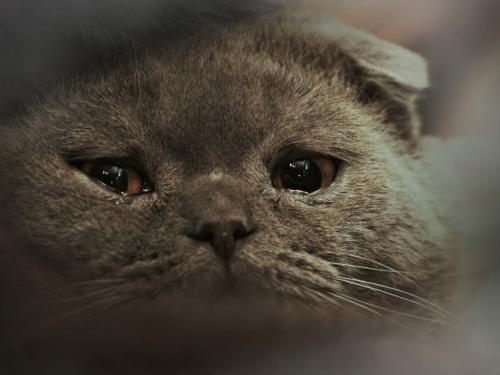 可怜的猫