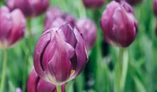爱上郁金香