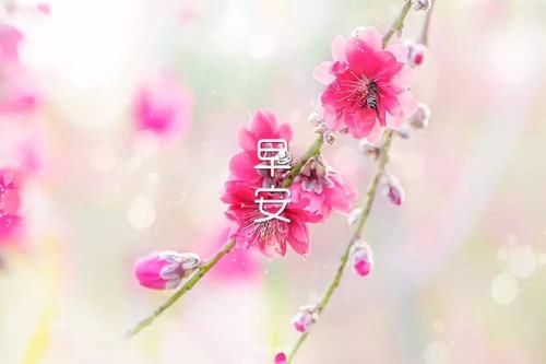 那是一个为花朵欢呼的决定