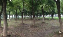 我爱家乡的大树