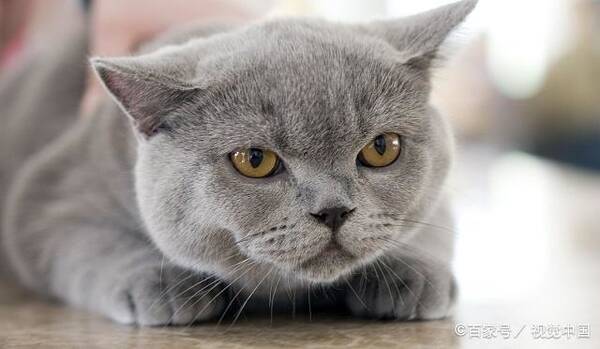 温顺的小猫