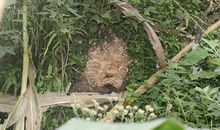 榕树上的蜜蜂窝