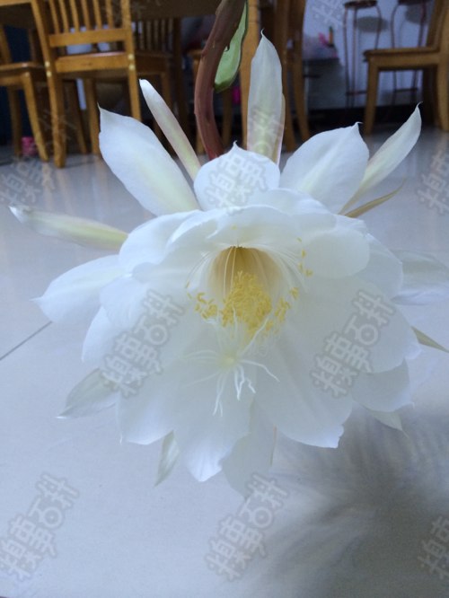 快乐的夜晚