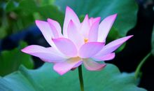 遇见淡淡的紫色