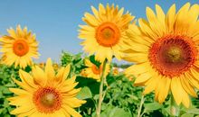 那次盛夏的花开