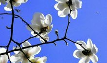 教室窗前的辛夷花