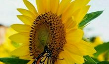 靠近阳光就会温暖