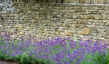 充满生气的石墙