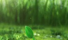 一粒小小的种子