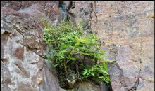 那平凡的小草触动了我