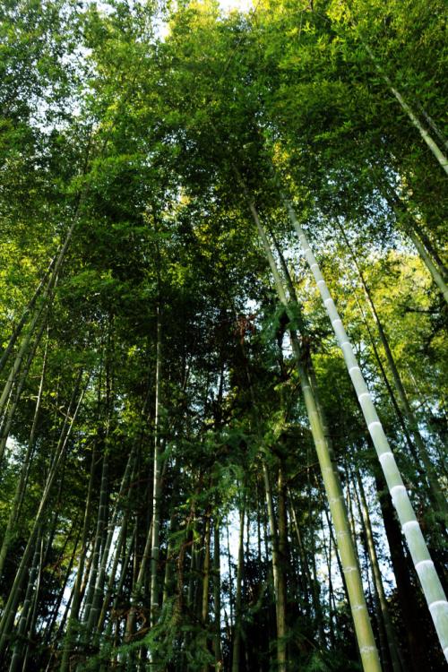 穿过竹林