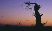 二十年后的太阳城