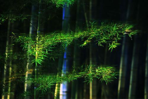 故乡竹林组成