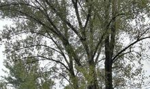 家门前的大杨树