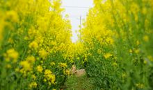 又是一年油菜花开时