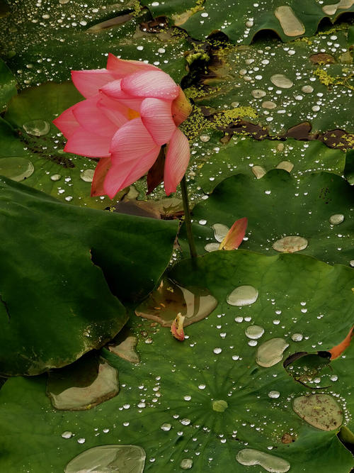 友谊雨