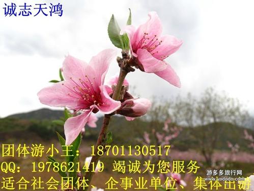 桃花节一日游