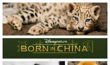 我们诞生在中国观后感