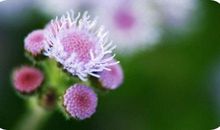 忘情花的滋味读后感