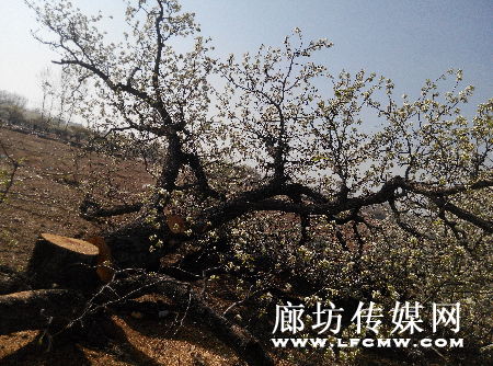 我的老洋梨树