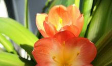 静悄悄绽放的感动