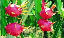 我最喜欢吃的火龙果