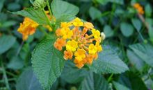 你瞧,那繁花似锦