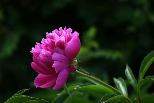 花园里开满了花