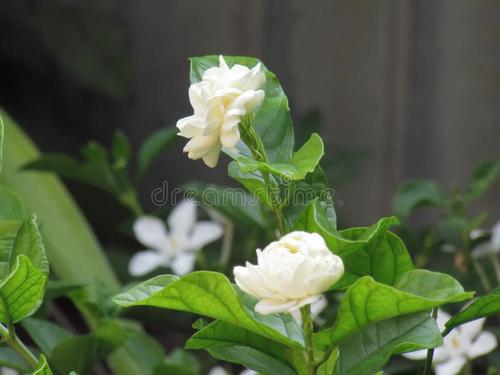 茉莉花在院子里
