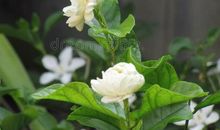 院子里的茉莉花