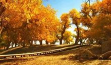 我漫步在金色的校园