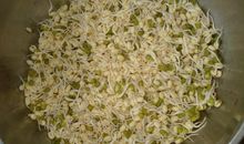 观察绿豆发芽的生长过程