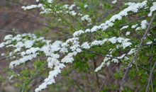 我听见春天的脚步