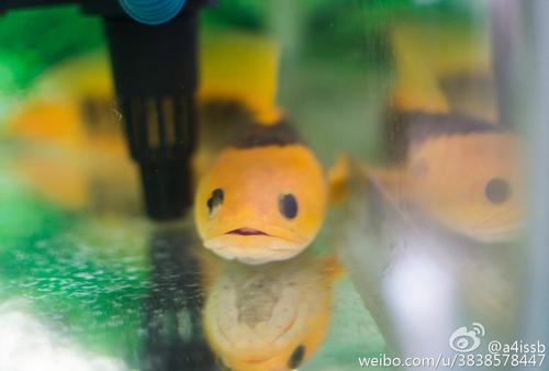 如果我变成一条鱼