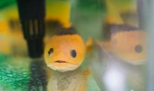 假如我变成一条鱼