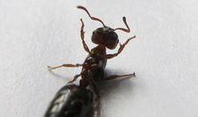 一只蚂蚁给我的启示