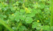 泥土也会有芬芳