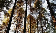 那里，那一片林子