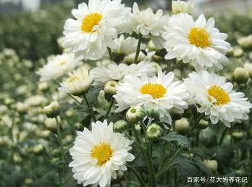 折白菊花拜老人