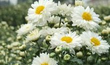 折一枝白菊祭故人