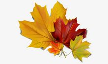 秋天的枫叶作文400字